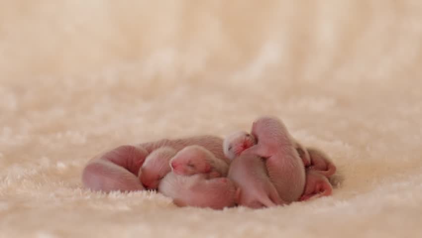 Group of blind newborn domestic ferret kits sleeping together on a fluffy blanket