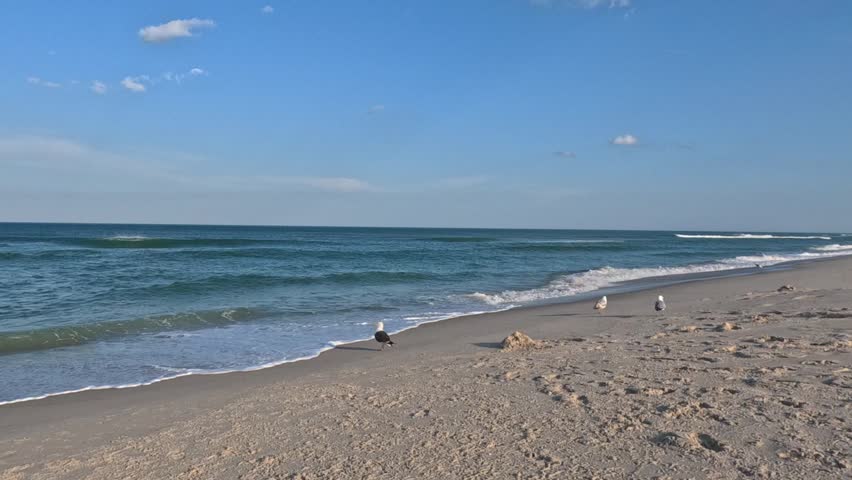 Island Beach State Park, New Jersey, USA: Landscape of a wide sandy beach along the Atlantic coast of New Jersey in Island Beach State Park. The calm Atlantic Ocean with gentle waves washes over the fine sand beach, where gulls (family Laridae) walk along the shoreline. Sea foam is visible in the foreground, creating a picturesque, tranquil, and peaceful coastal atmosphere.