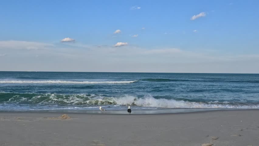 Island Beach State Park, New Jersey, USA: Landscape of a wide sandy beach along the Atlantic coast of New Jersey in Island Beach State Park. The calm Atlantic Ocean with gentle waves washes over the fine sand beach, where gulls (family Laridae) walk along the shoreline. Sea foam is visible in the foreground, creating a picturesque, tranquil, and peaceful coastal atmosphere.