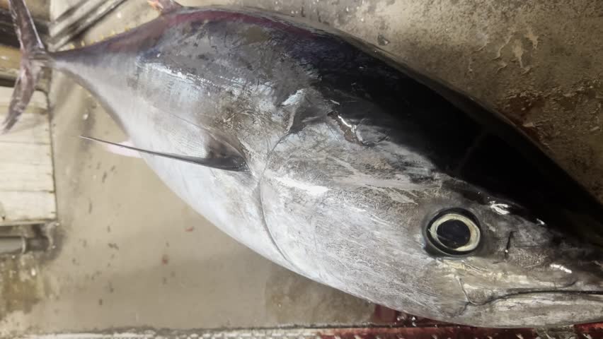 Giant Tuna Fish Eye and Head Close-Up, Traditional Japanese Food and Culture: A Whole Silver Tuna Lies on the Floor because of Its Weight