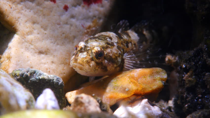 Macro underwater shot of hiding Bullhead fish on a gravel stream bed, Wiltshire, UK