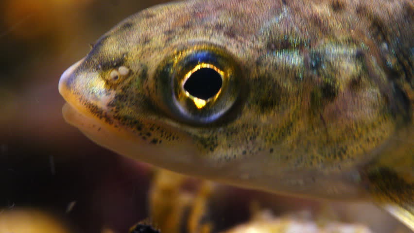 Close up macro shot of Juvenile Brown Trout swimming in current in the River Avon, Wiltshire, UK