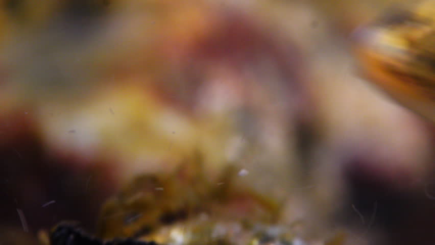 Close up macro shot of Juvenile Brown Trout swimming in current in the River Avon, Wiltshire, UK