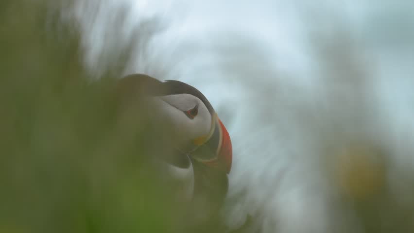 Atlantic Puffin Peeking Through Grassy Vegetation on a Windy Cliff in Iceland