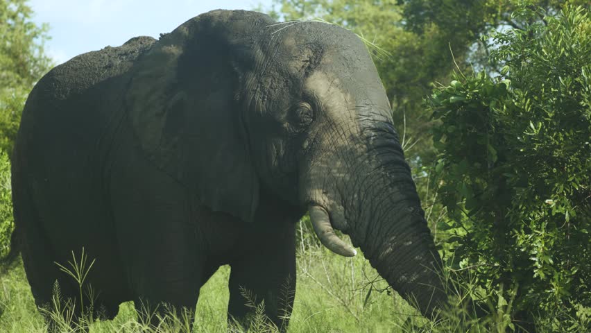 An African bush elephant (Loxodonta africana) uses its trunk to forage and pull green leaves in a sunlit savanna environment.