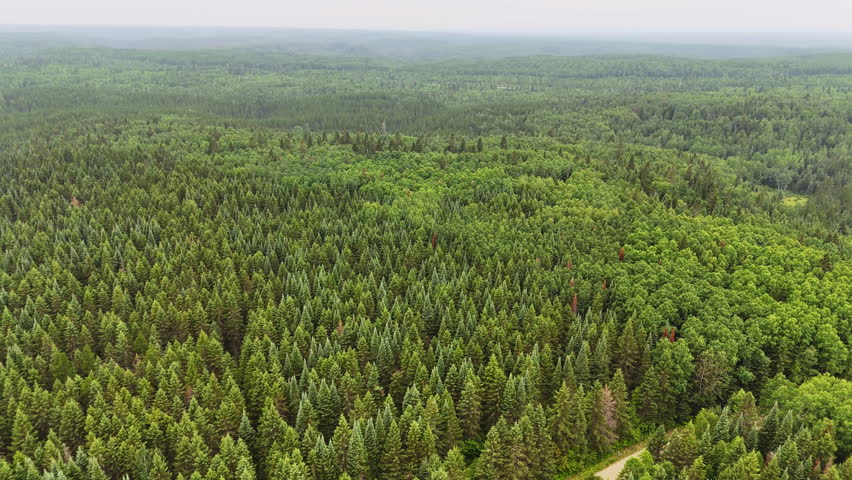 Drone footage descending toward a lush conifer forest, highlighting textured evergreen treetops and the rich patterns of Northern Ontario