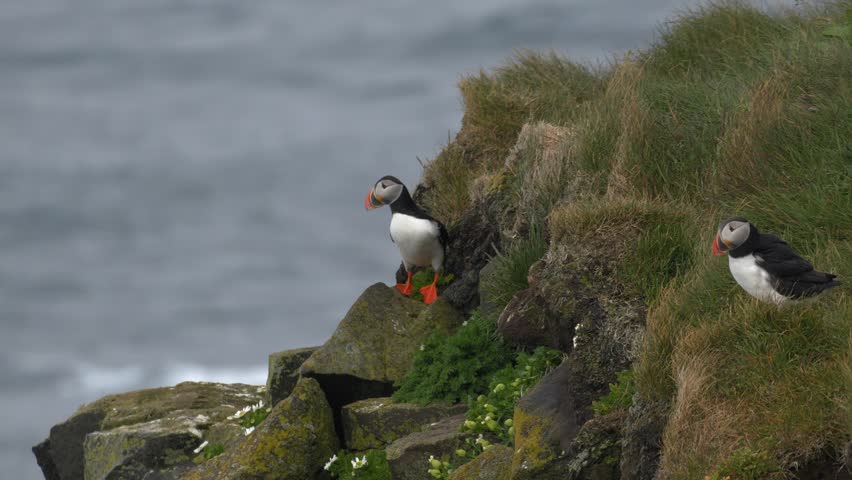 Atlantic Puffin Taking Flight from a Grassy Coastal Cliffside in Iceland