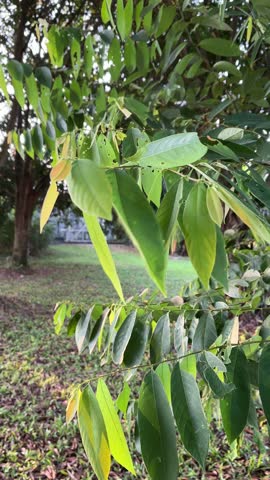 View of  vibrant green and yellowish tree leaves on slender branches swaying to a wind breeze..