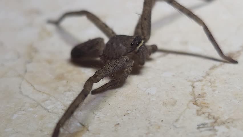 Macro shot of a brown huntsman spider resting on a textured floor tile