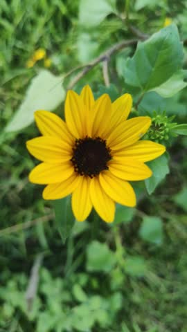 A vibrant yellow wildflower with a dark center blooming in lush green vegetation, captured with soft natural background bokeh in daylight.