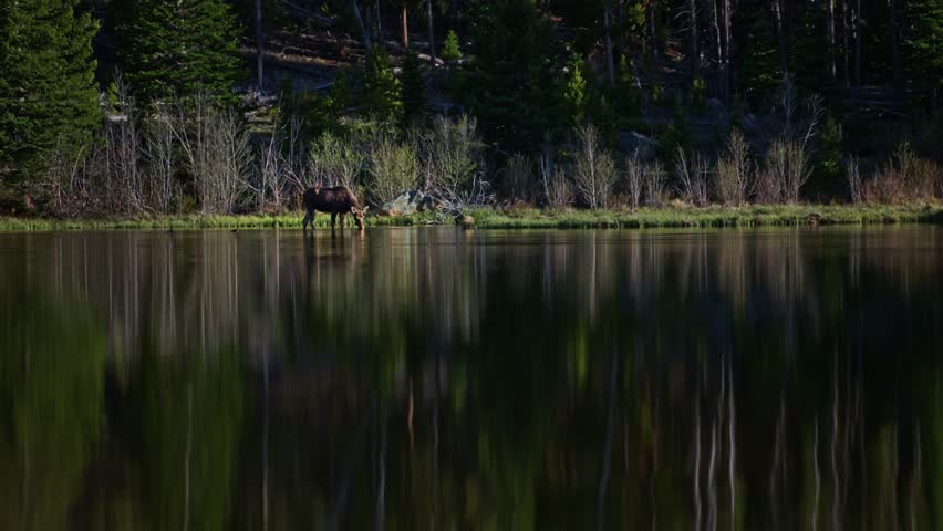 Moose wading along Sprague Lake with forest reflections on calm water, static medium overview with open space in water