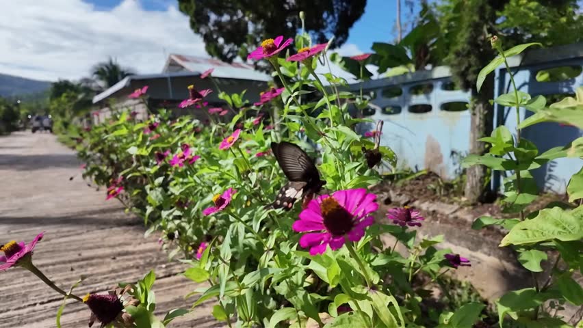 butterfly flying on pink flower in slow motion 