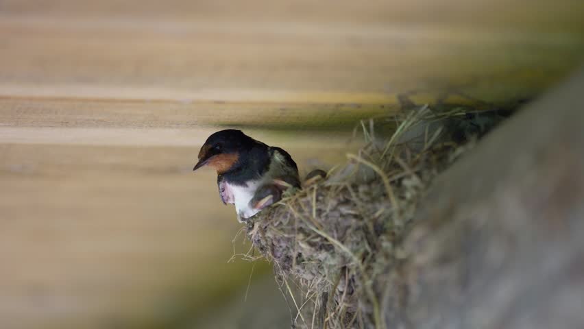 Close up of a barn swallow bird sitting in its mud nest under a wooden ceiling and guarding baby birds.