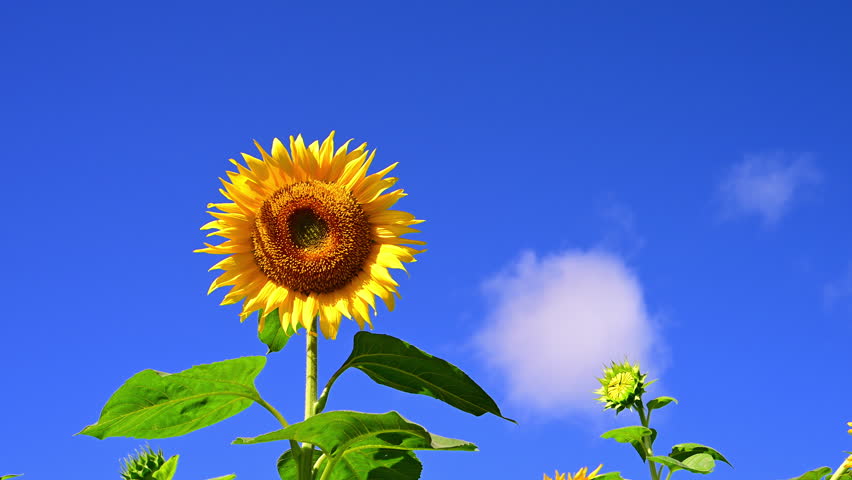Sunflowers against a blue sky.
