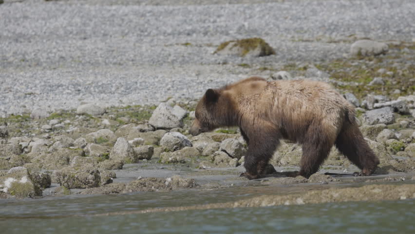 A cinematic shot of a brown grizzly bear foraging for food along a rocky shoreline. Captures authentic wildlife behavior in a natural habitat, suitable for sustainability and nature documentaries.