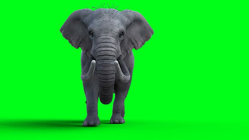 Large realistic grey elephant with tusks and flapping ears walks directly towards camera on solid bright green chroma key background in seamless looping animation. Ideal for wildlife, animal and safari themes.