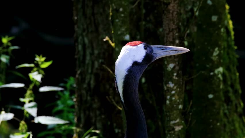 Stunning close-up portrait of a red-crowned crane showcasing its distinct red cap, white head, and dark neck against a deep, forested background.