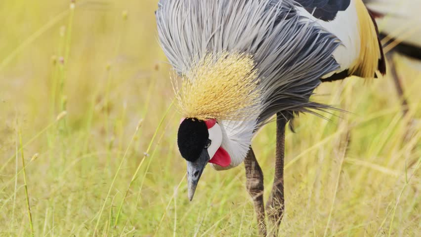 A dramatic close-up of a grey crowned crane with its feathers dramatically ruffled as it bends down to forage in tall yellow grass.