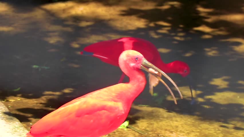 Scarlet Ibis red bird caught a fish in a river in tropical nature rainforest jungle and park in Foz do Iguacu State of Parana Brazil.