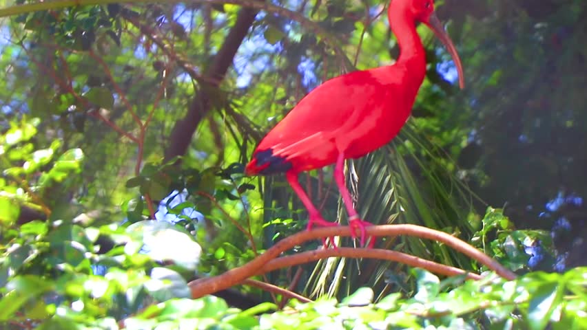 Scarlet Ibis red bird birds on a tree branch in tropical nature rainforest jungle and park in Foz do Iguacu State of Parana Brazil.
