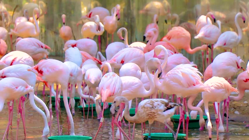 Many pink Chilean Flamingo and Greater Flamingos bird birds in the tropical jungle nature park in Foz do Iguacu State of Parana Brazil.