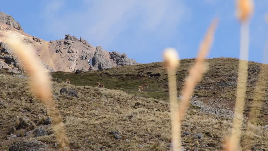 Wild vicunas graze in the natural high-altitude grasslands of Huancavelica, surrounded by the rugged landscape of the Peruvian Andes.