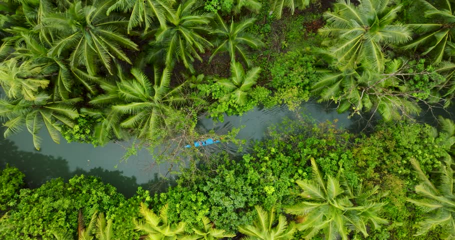 Aerial view of the lush Coconut river surrounded by dense palm trees and tropical vegetation in Siargao, Philippines.