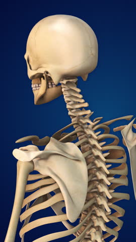 Human Skeleton Bone Structure Atlas Anatomy Medical Concept