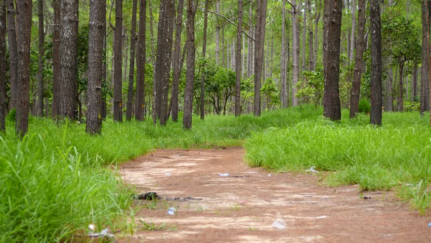 Dirt path through Kirirom National Park pine forest in Kampong Speu Province, Cambodia, with tall grass, straight trunks and calm green woodland.