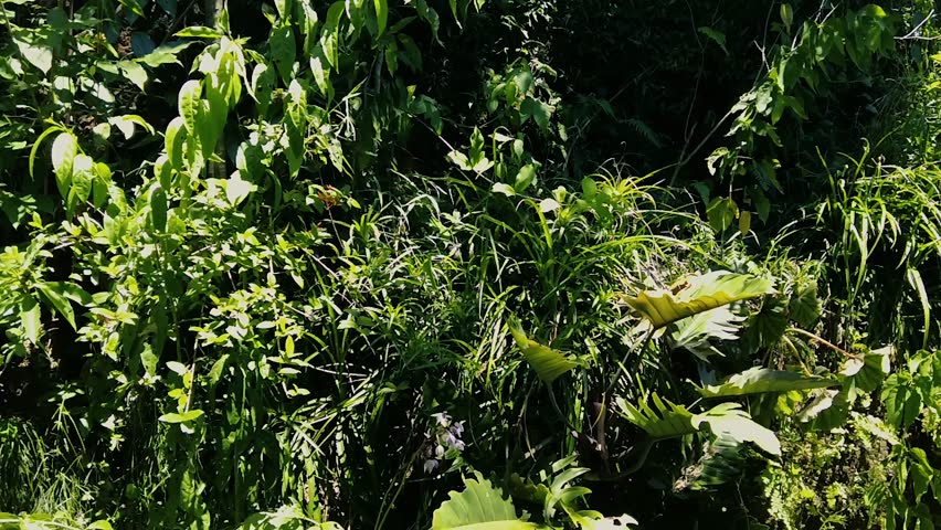 A single large soap bubble floating in front of dense green garden bushes