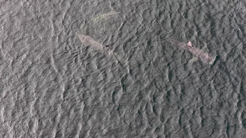 Aerial view of basking sharks at Muckross Head ,Donegal - Ireland