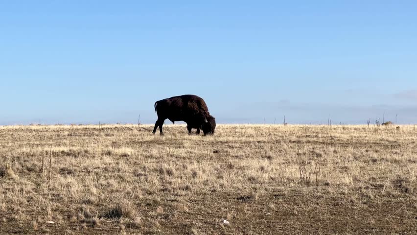 American bison also known as buffalo in Utah natural habitat showing wildlife behavior in open landscape. 4K resolution.