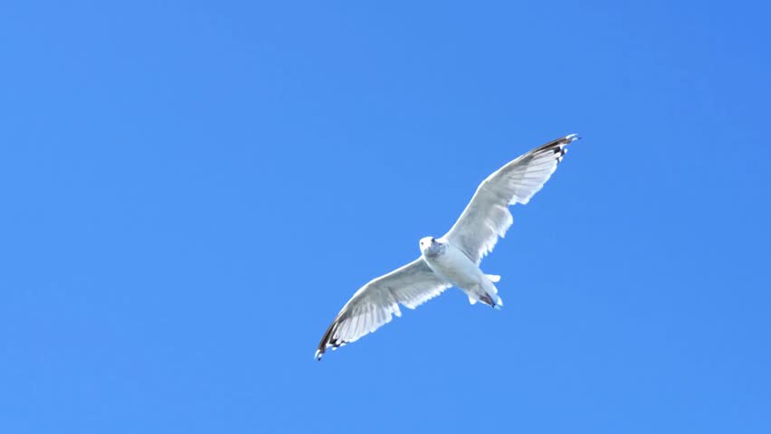 Beautiful white seagull spreading its wide wings and gliding gracefully through a vibrant blue sky