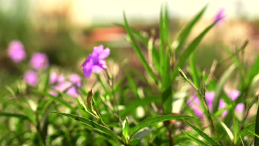 Blooming Purple Flowers in Sunlit Garden Close Up