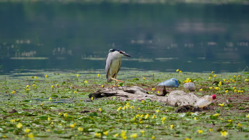 Black‑crowned night heron stands on a drifting log surrounded by yellow aquatic plants and discarded plastic bottles in a quiet wetland.
