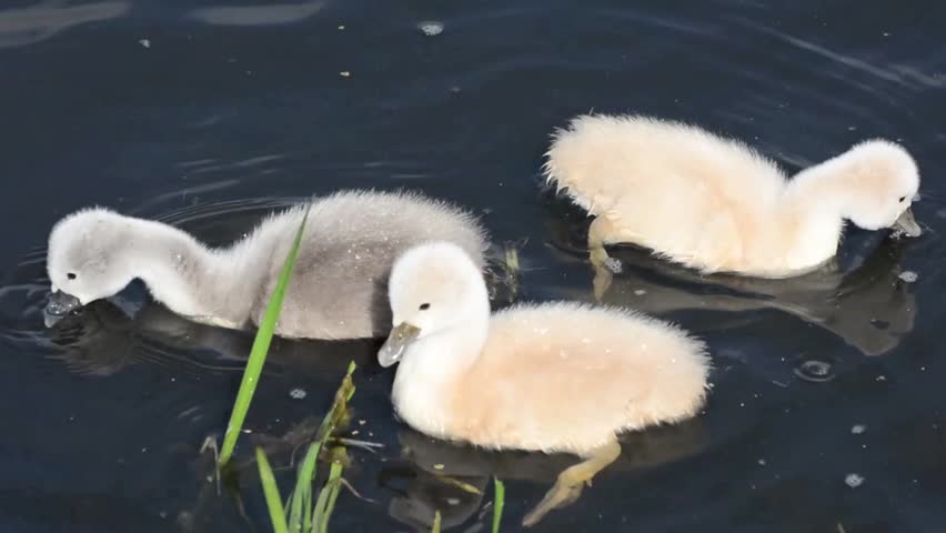 Close up of baby swans swimming in the pond and feeding