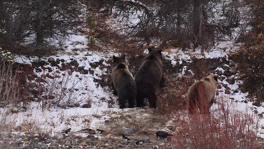 Grizzly bear family in natural wild habitat showing wildlife behavior in scenic environment. 4K resolution.