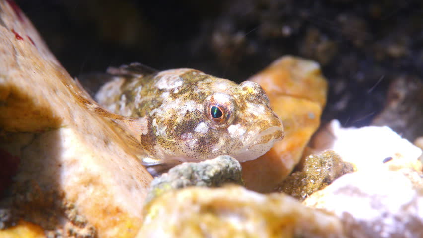 Macro underwater shot of hiding Bullhead fish on a gravel stream bed, Wiltshire, UK