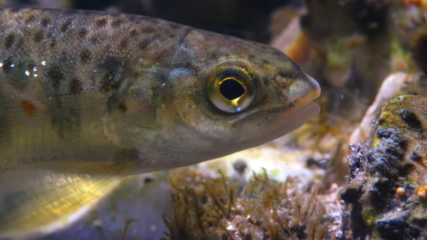  Close up macro shot of Juvenile Brown Trout swimming in current in the River Avon, Wiltshire, UK