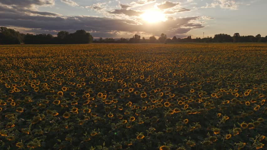 Flying over a sunflower field in sunset
