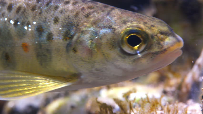 Close up macro shot of Juvenile Brown Trout swimming in current in the River Avon, Wiltshire, UK