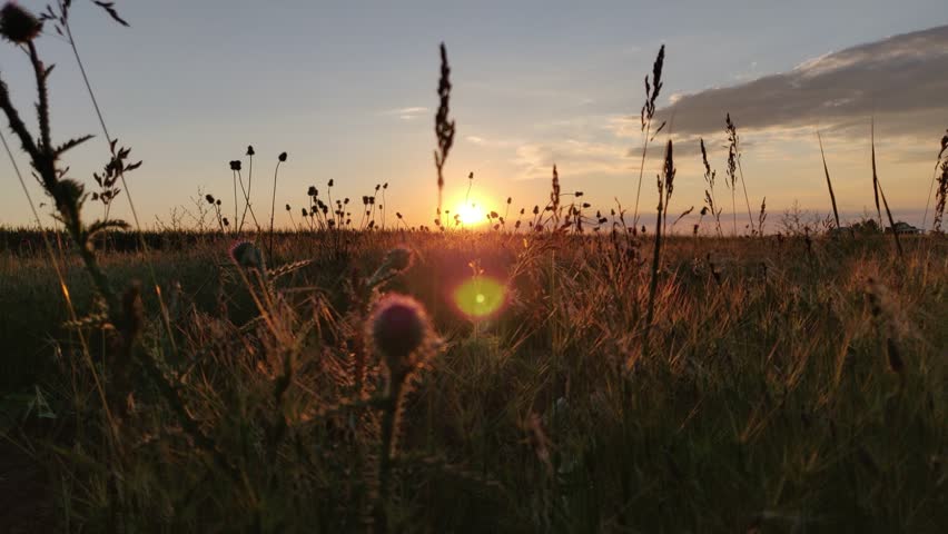 Beautiful sunset with rays of sun through a field of wild flowers