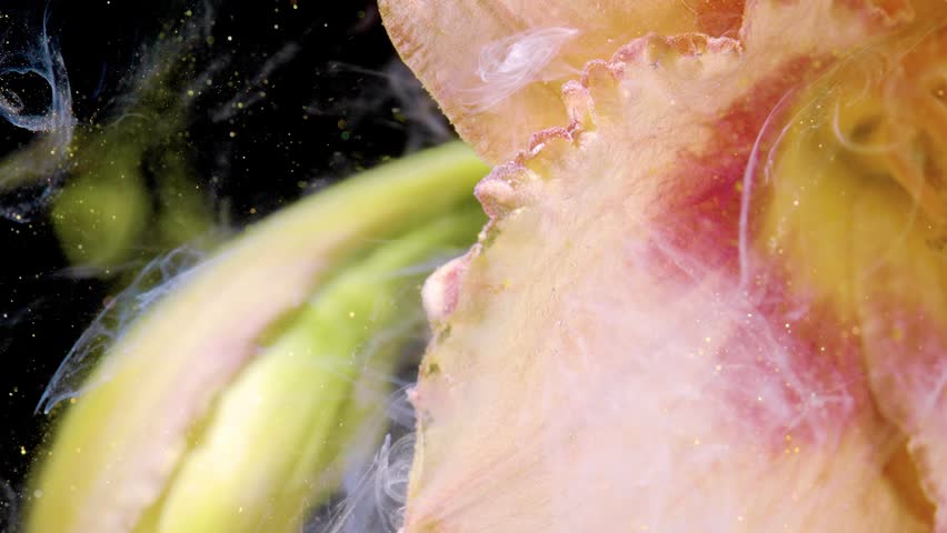 Tight macro view of flower interior showing scalloped petal texture, translucent pink and peach veining, yellow pollen on central stigma, and suspended particles against dark background