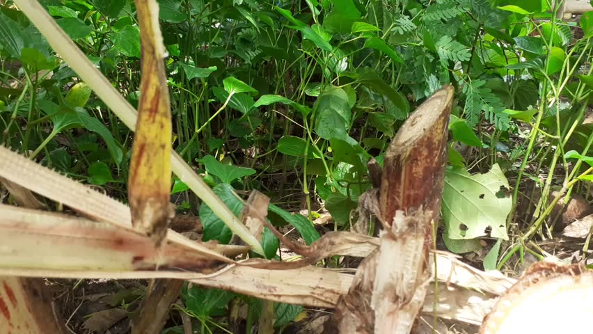 The stump of a cut banana tree.