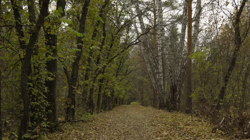 Autumn trail through the forest strewn with yellow leaves. The concept of autumn. autumn park.