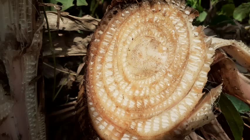 The stump of a cut banana tree.
