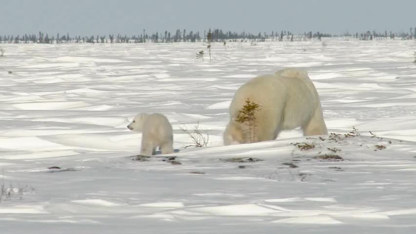 A polar bear mother and her small cub walking together across a snowy arctic tundra landscape