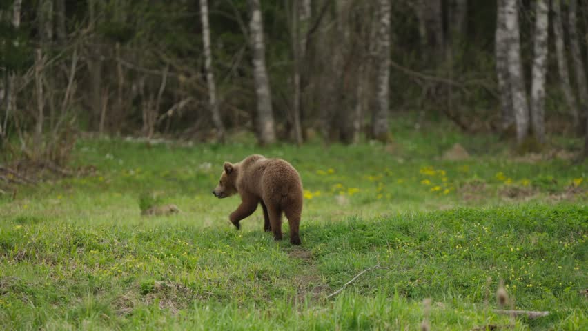 Eurasian brown bear in Estonia walks through grassy clearing in silver birch forest, moving left and down a gentle slope. Slow motion side view, spring greenery habitat.