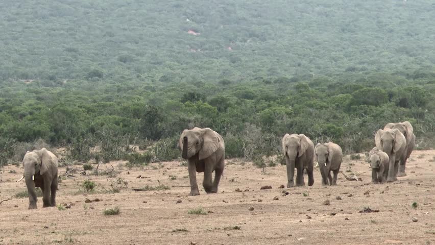 A herd of African elephants with calves walking across a dry plain with green hills
