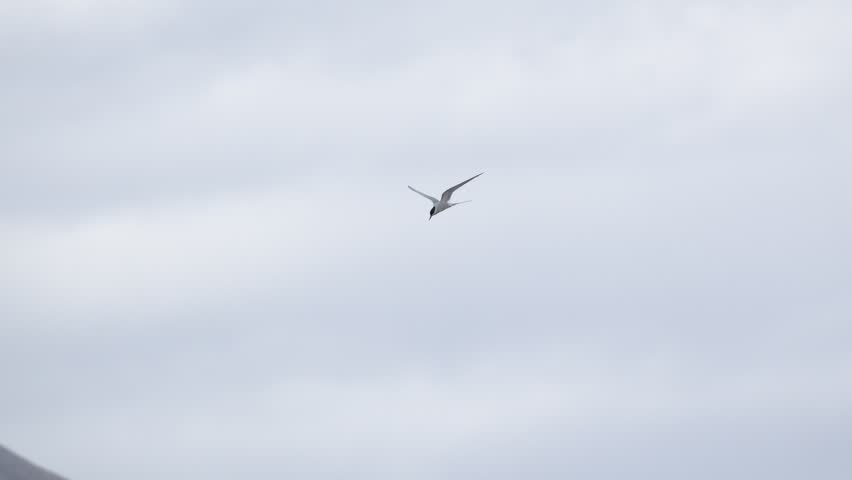 Arctic tern flying in the sky over the coast of Iceland